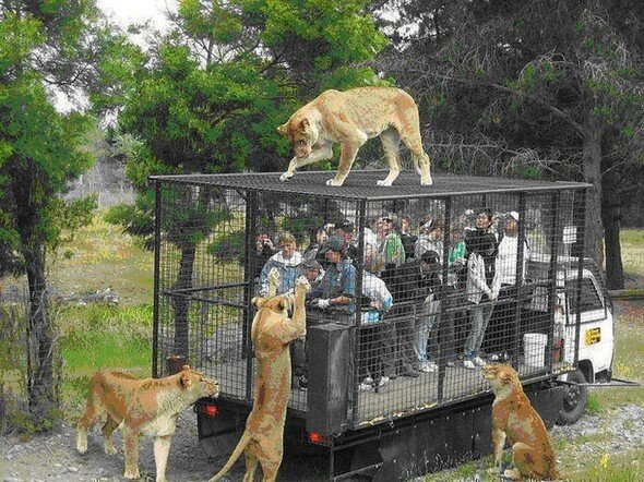 Строительство зоопарка в Перми: мифы и реалии